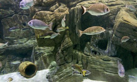 Exploring the Underwater World at Cretaquarium in Heraklion, Crete